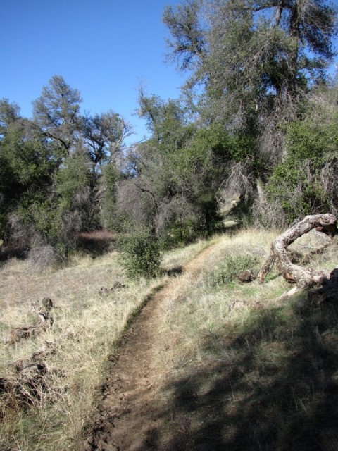 The trail through Cuyamaca Rancho State Park