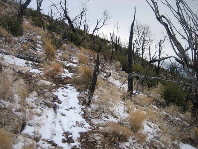 Oracle Ridge - the trail is here somewhere