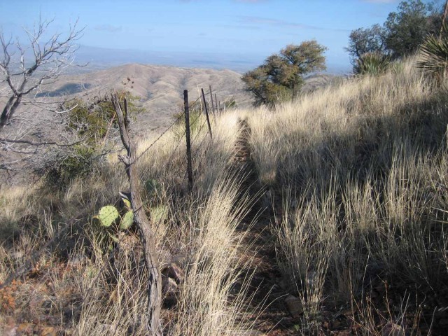 Prickly pear and barbed wire - good reasons to stay on the trail!