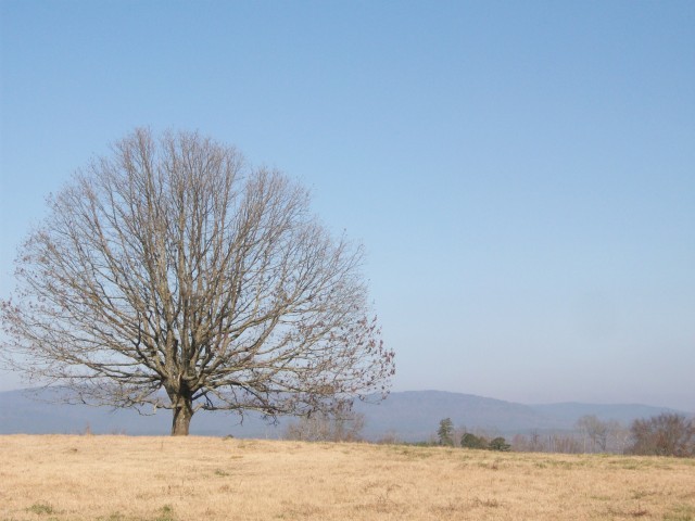 lonely tree - Kiamichi Mountains