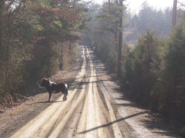 not every day you ride up on a pony in the road