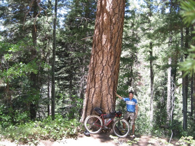 A particularly large ponderosa pine alongside Hermosa creek trail.