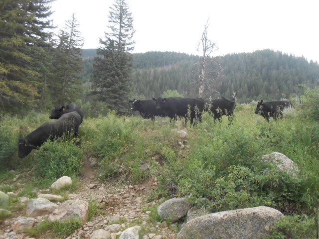 Lots of Cows at Creek