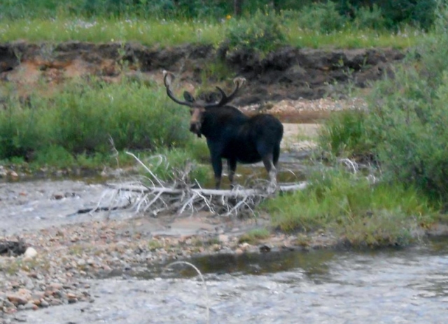 Original Moose in Creek 2